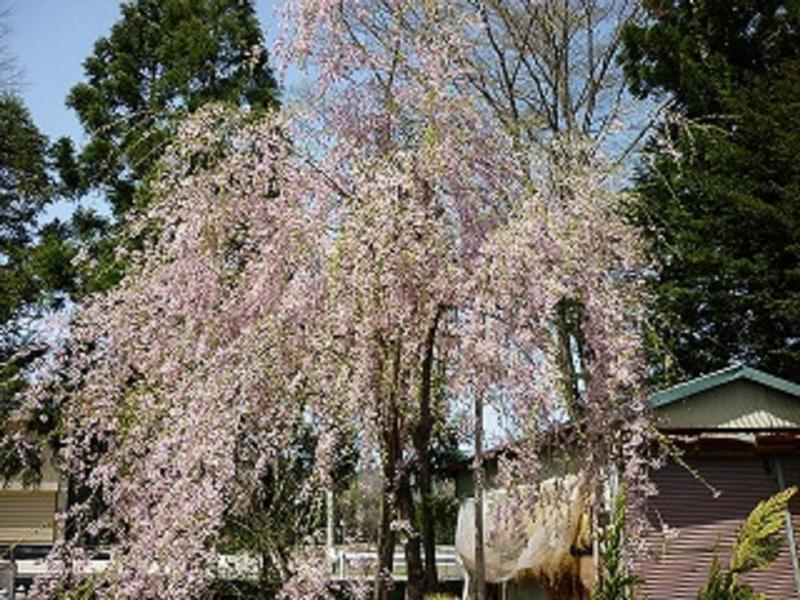 Stayful House Nakamachi Hakuba Esterno foto